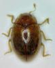 Rhyzobius litura